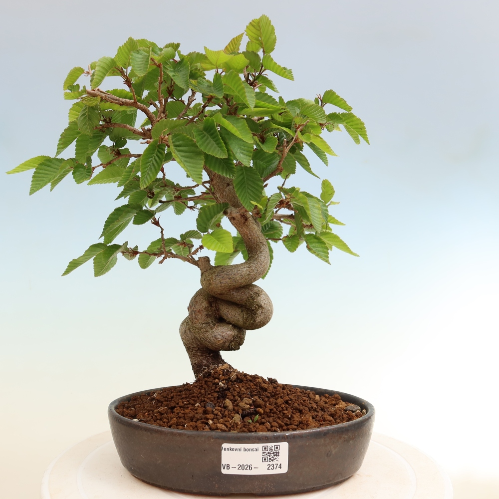 Kültéri bonsai -Carpinus Coreana - Koreai gyertyánfa