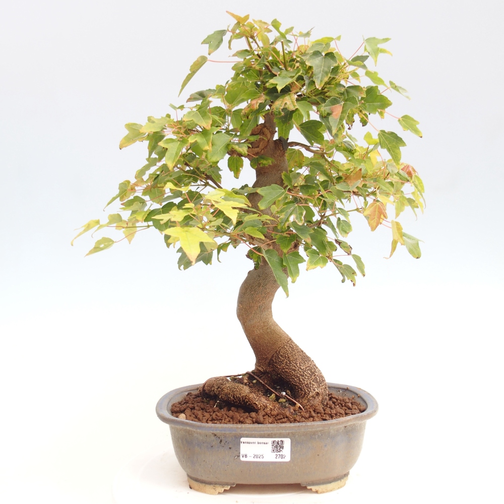 Kültéri bonsai - Acer Buergerianum - Burger juhar