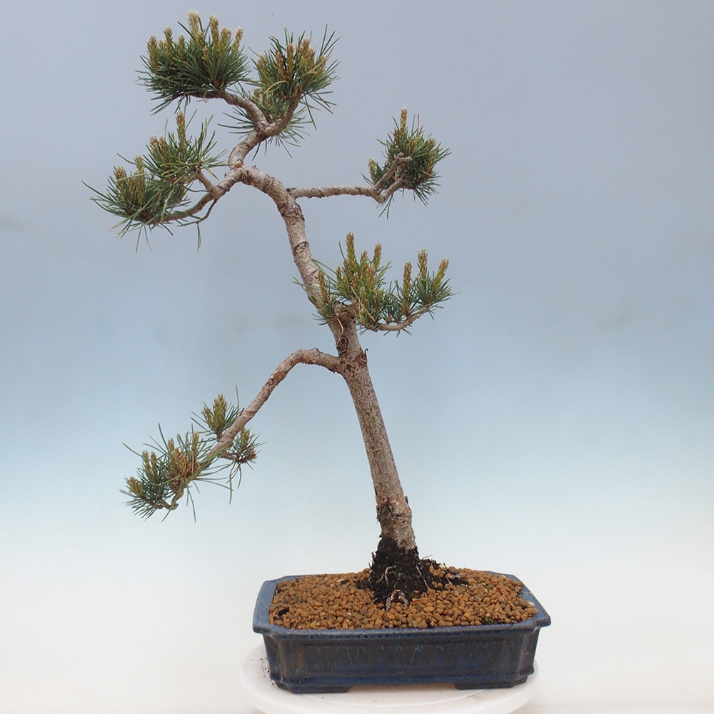 Kültéri bonsai - Pinus Sylvestris Watererri - erdeifenyő