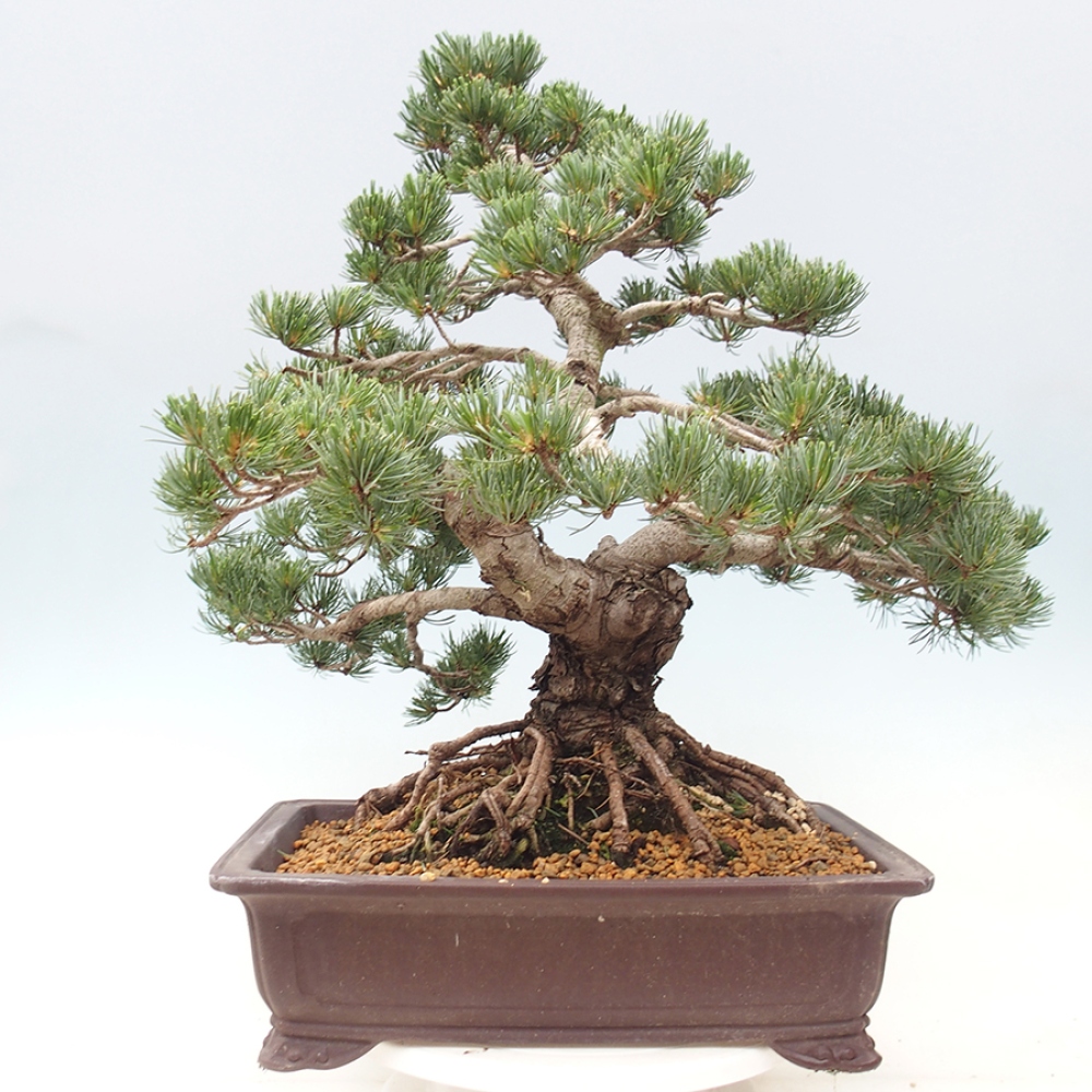 Kültéri bonsai - Pinus parviflora - Pinus parviflora