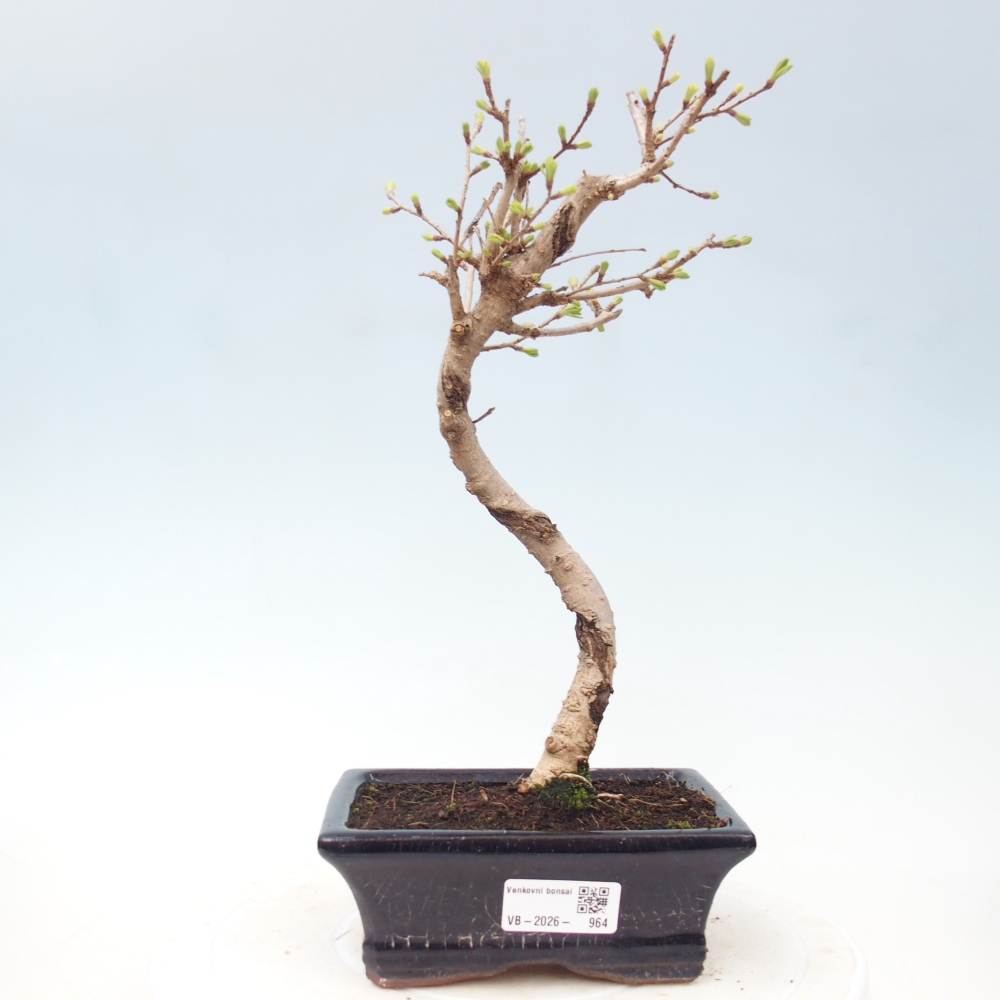 Kültéri bonsai -Pseudolarix amabis-Pseudolarix amabis-Pseudolarix amabis