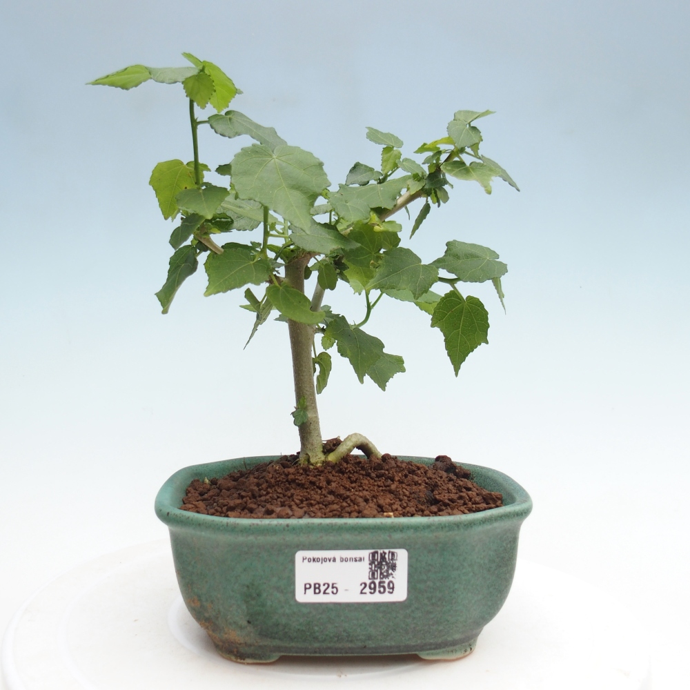 Beltéri bonsai - Malvaviscus arboreus