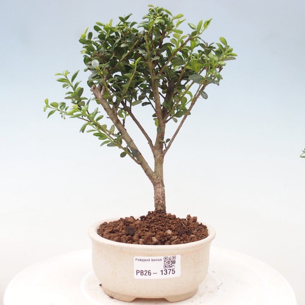 Szobai bonsai - Ilex crenata - Holly