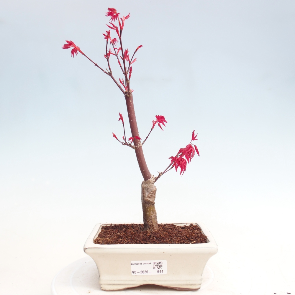 Kültéri bonsai - Acer palmatum DESHOJO