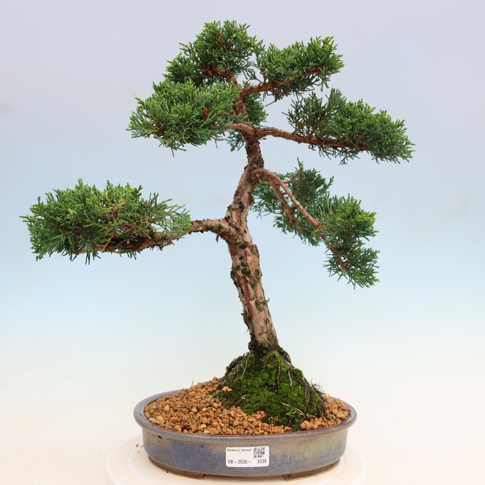 Kültéri bonsai - Juniperus chinensis Kishu