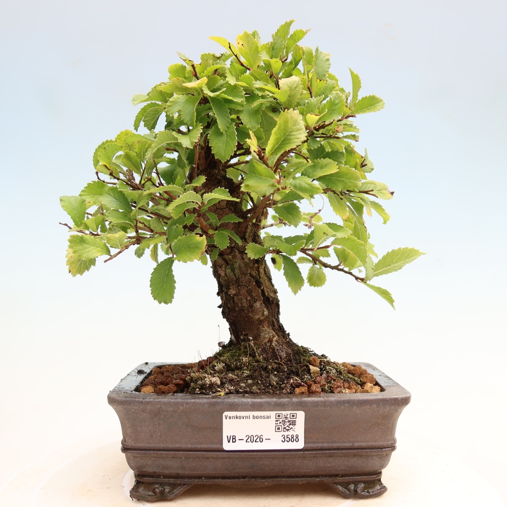 Kültéri bonsai - Zelkova - Zelkova NIRE