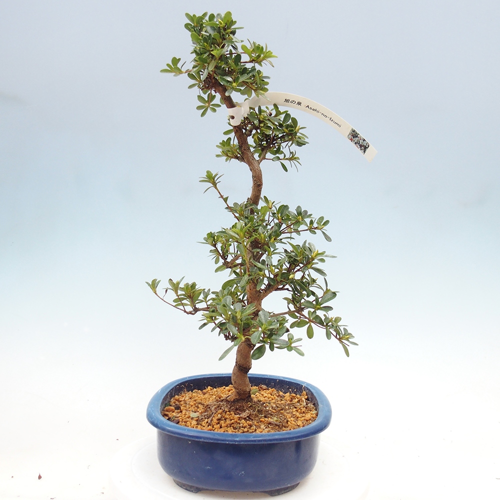 Kültéri bonsai - Japán azálea - Azálea Asahi-no-izumi