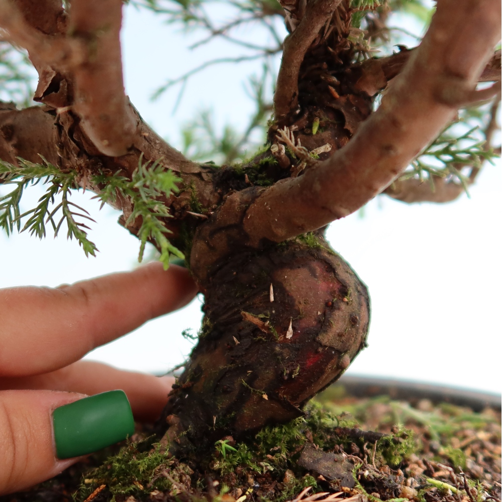 Kültéri bonsai - Juniperus chinensis Itoigawa-Juniperus chinensis
