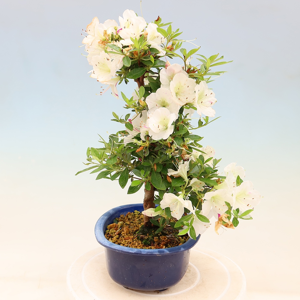 Kültéri bonsai - Japán azálea - Azalea Yukigesho