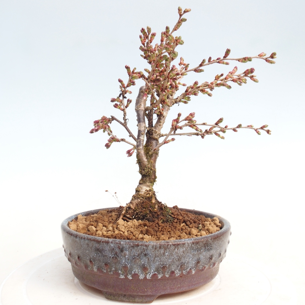 Kültéri bonsai - Prunus incisa Kojou-no mai-Plivon kivágva
