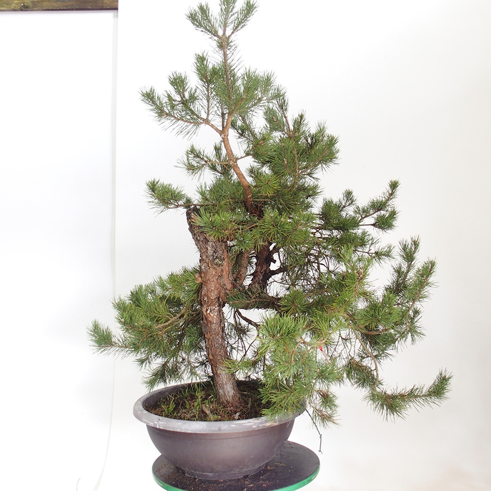 Yamadori - Pinus sylvestris Spanyolország