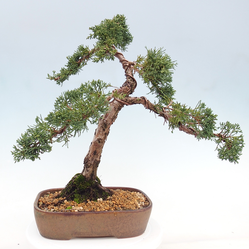 Kültéri bonsai - Juniperus chinensis Kishu