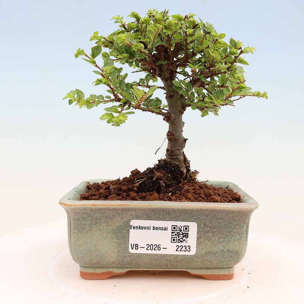 Kültéri bonsai - Ulmus parvifolia Sagei - Kislevelű szilfa