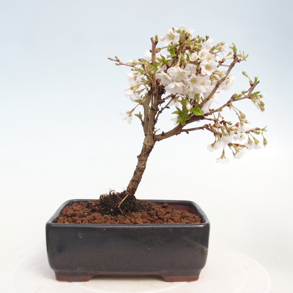 Kültéri bonsai - Prunus incisa Kojou-no mai-Plivon kivágva