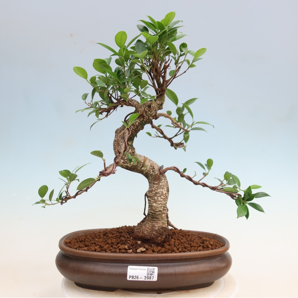 Szobai bonsai - Ficus kimmen - kislevelű fikusz