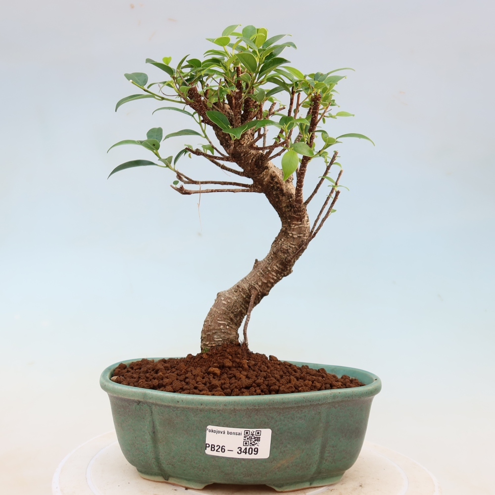 Szobai bonsai - Ficus kimmen - kislevelű fikusz