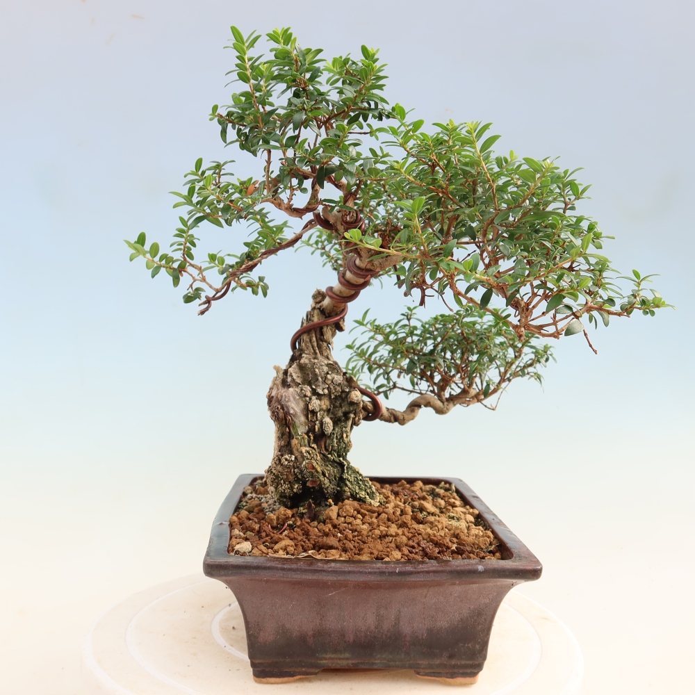 Szobai bonsai - Myrtus communis - Mirtus communis - Mirtusz