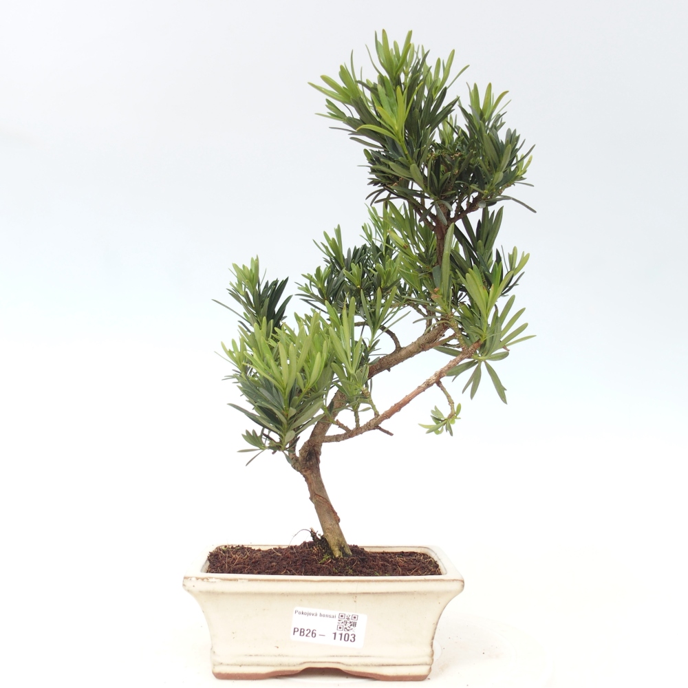 Szobai bonsai - Podocarpus - Kőtiszafa