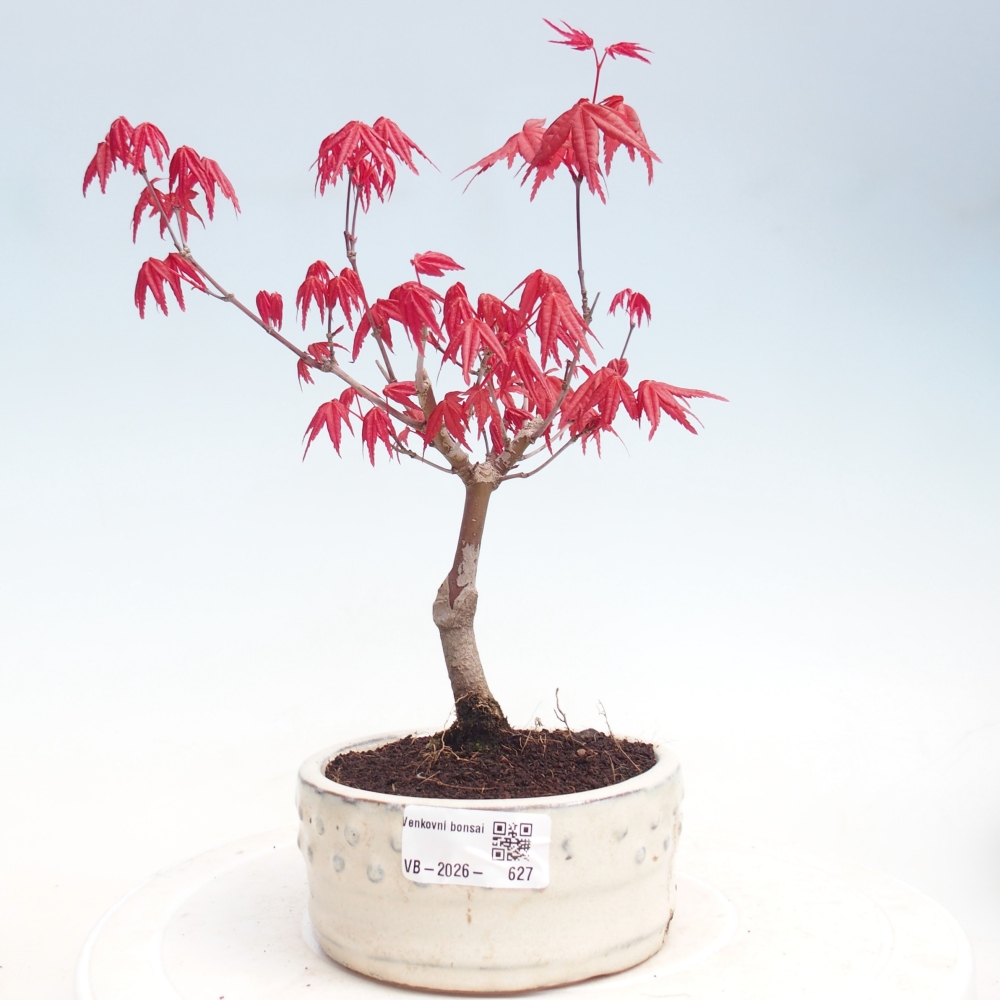 Kültéri bonsai - Acer palmatum DESHOJO