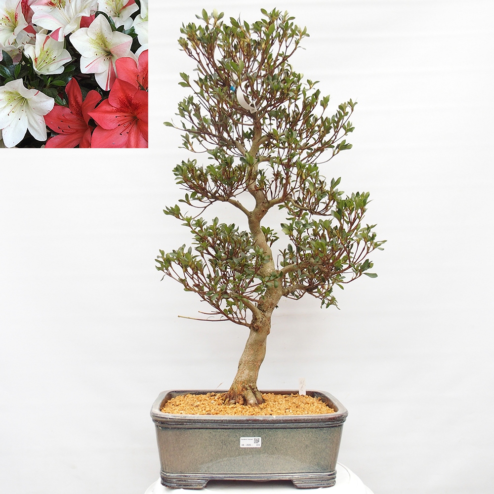 Kültéri bonsai - Japán azálea - Azalea Saishun