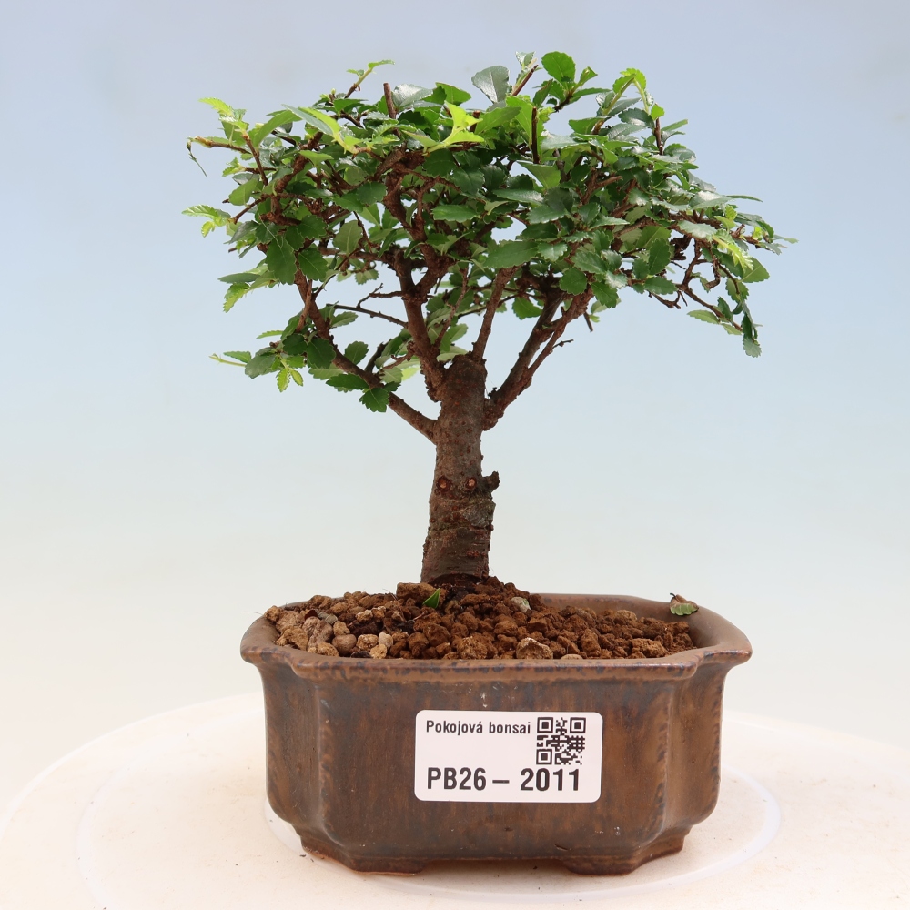 Szobai bonsai - Ulmus parvifolia - Kislevelű szilfa