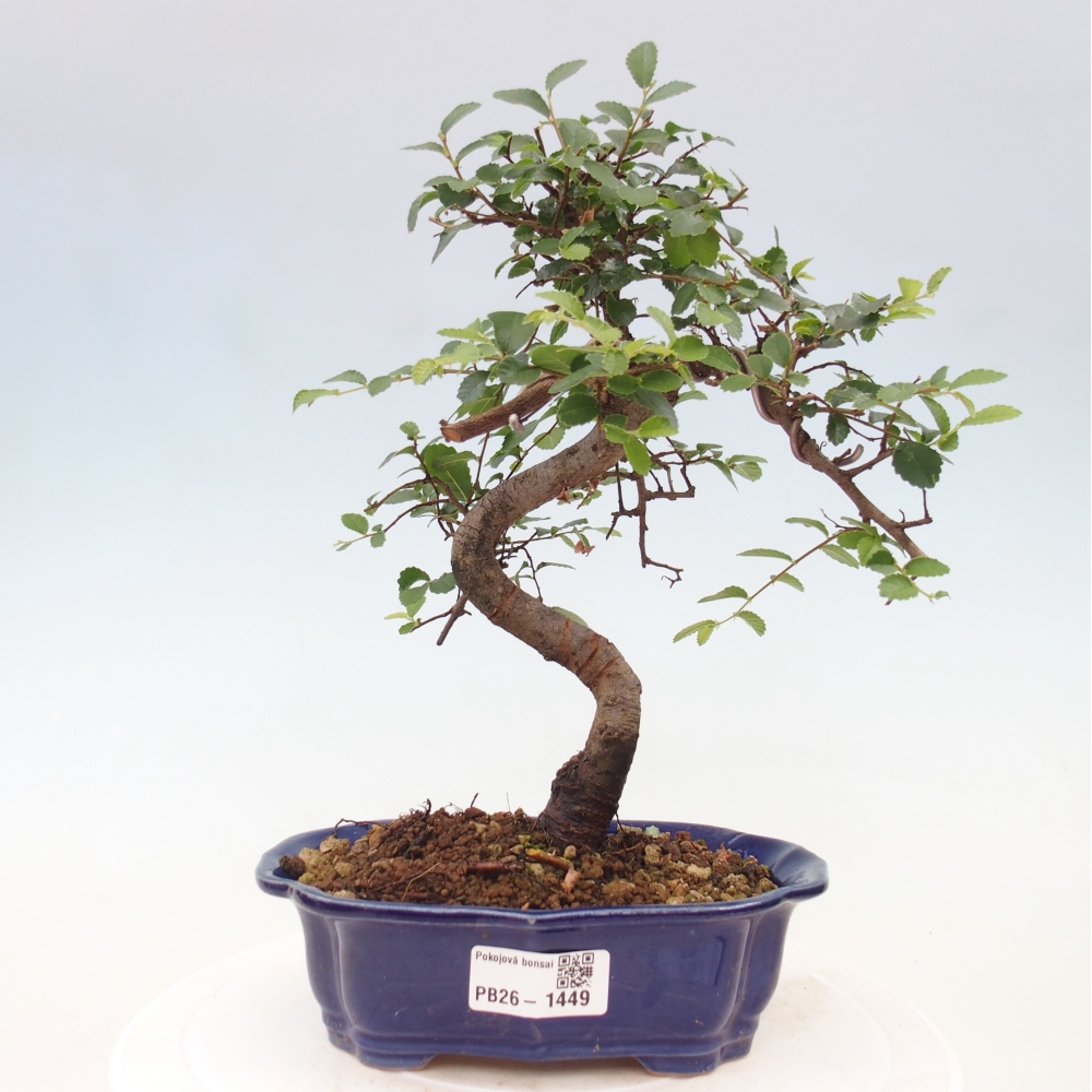 Szobai bonsai - Ulmus parvifolia - Kislevelű szilfa