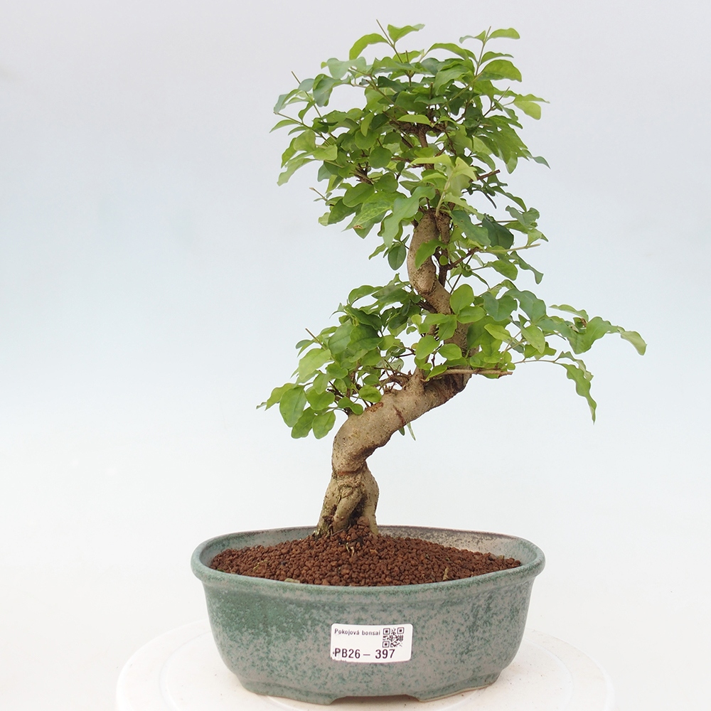 Szobai bonsai -Ligustrum chinensis - Madárcsőr