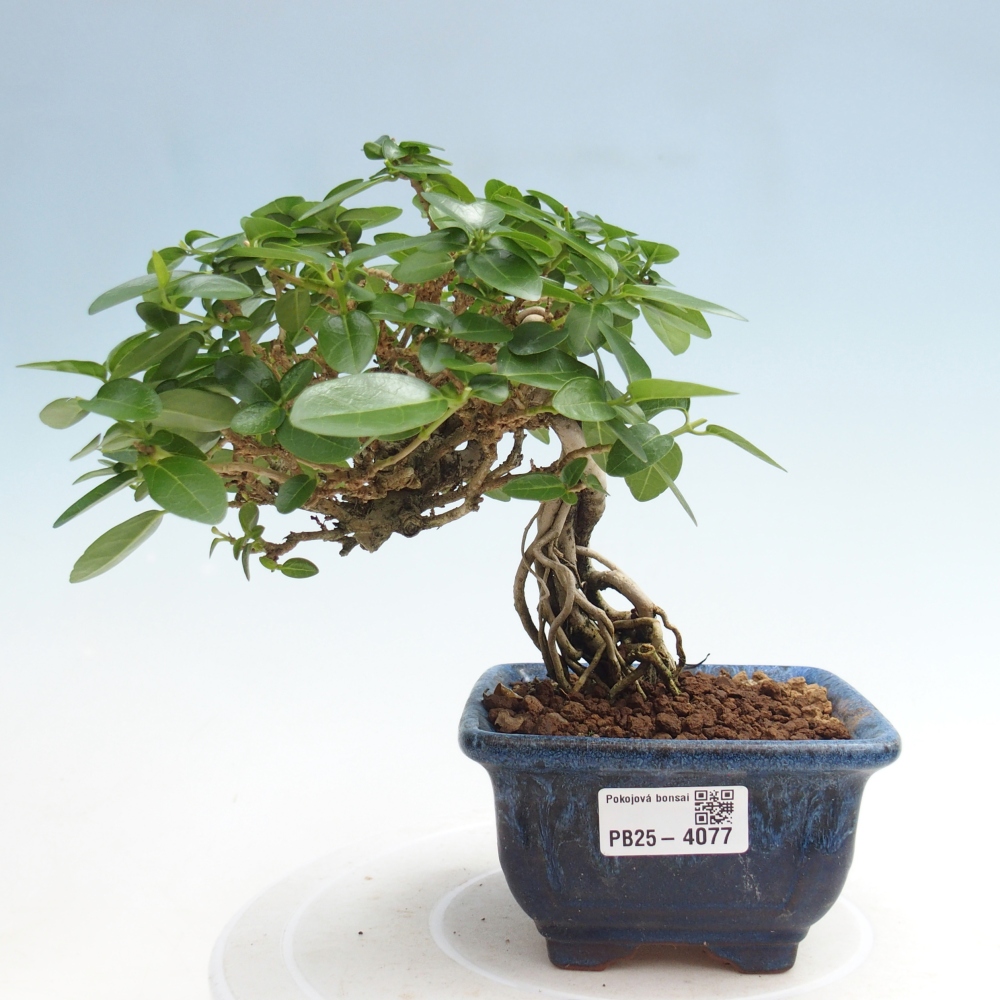 Beltéri bonsai - Premna serratifolia - Kozlovna malolista