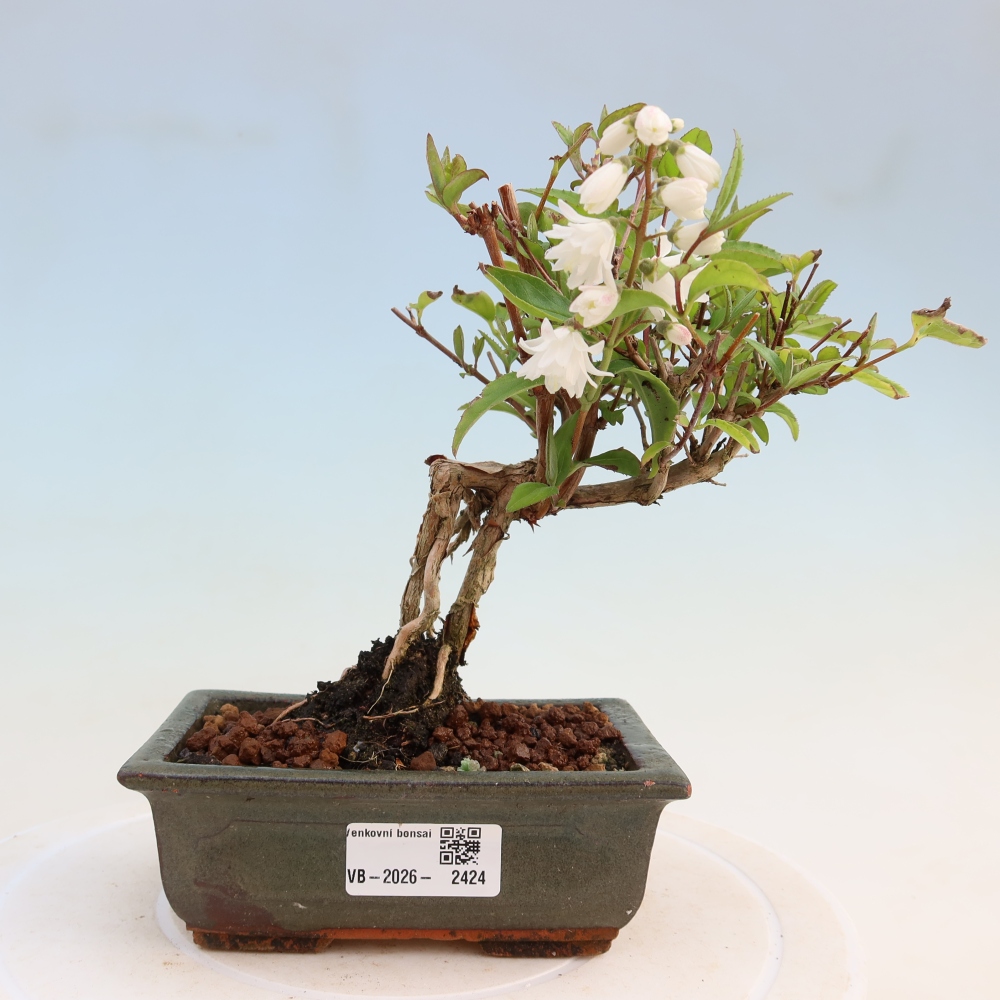 Kültéri bonsai – Deutzia scabra Candidissima – Háromvirágú