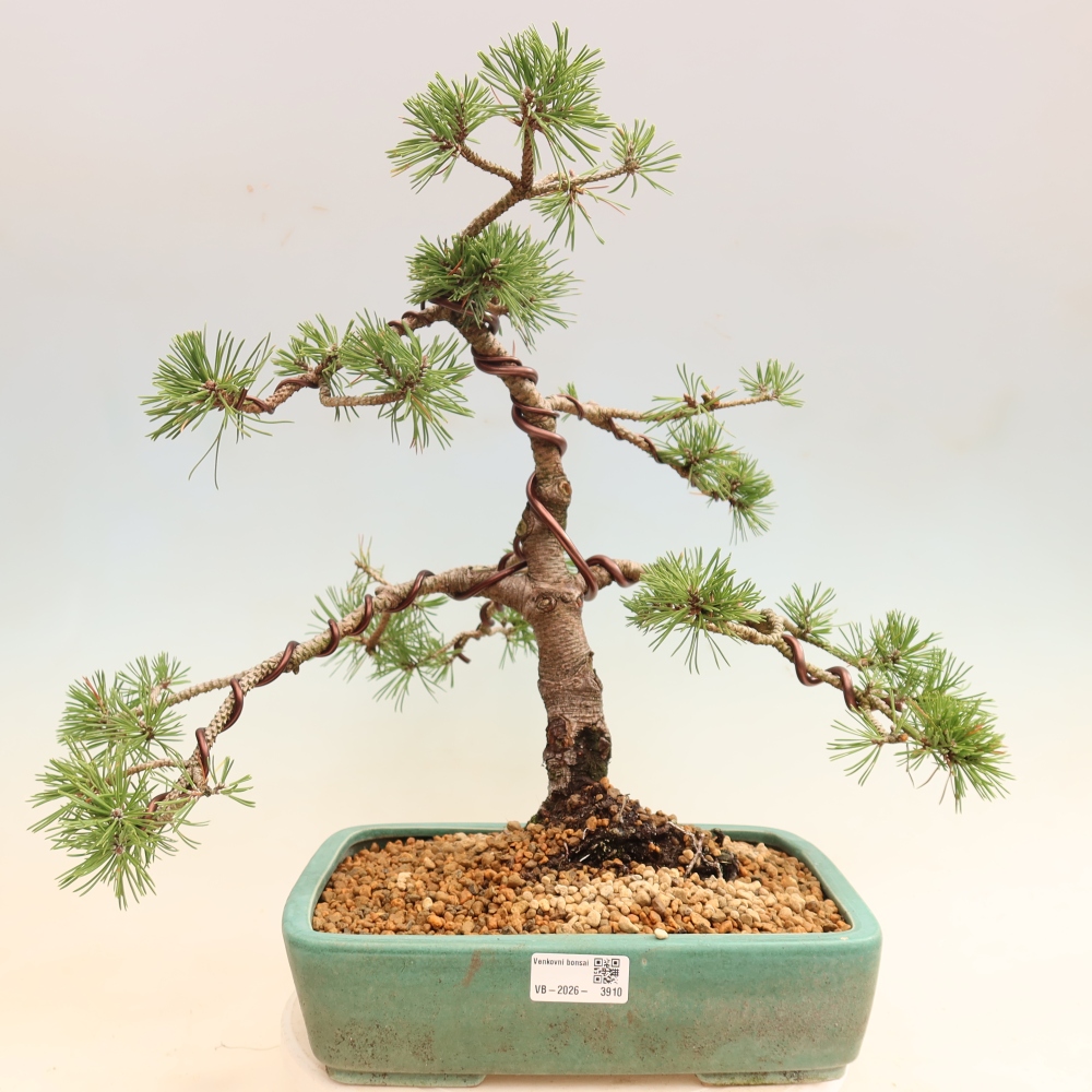 Kültéri bonsai – Pinus mugo Humpy – Törpefenyő