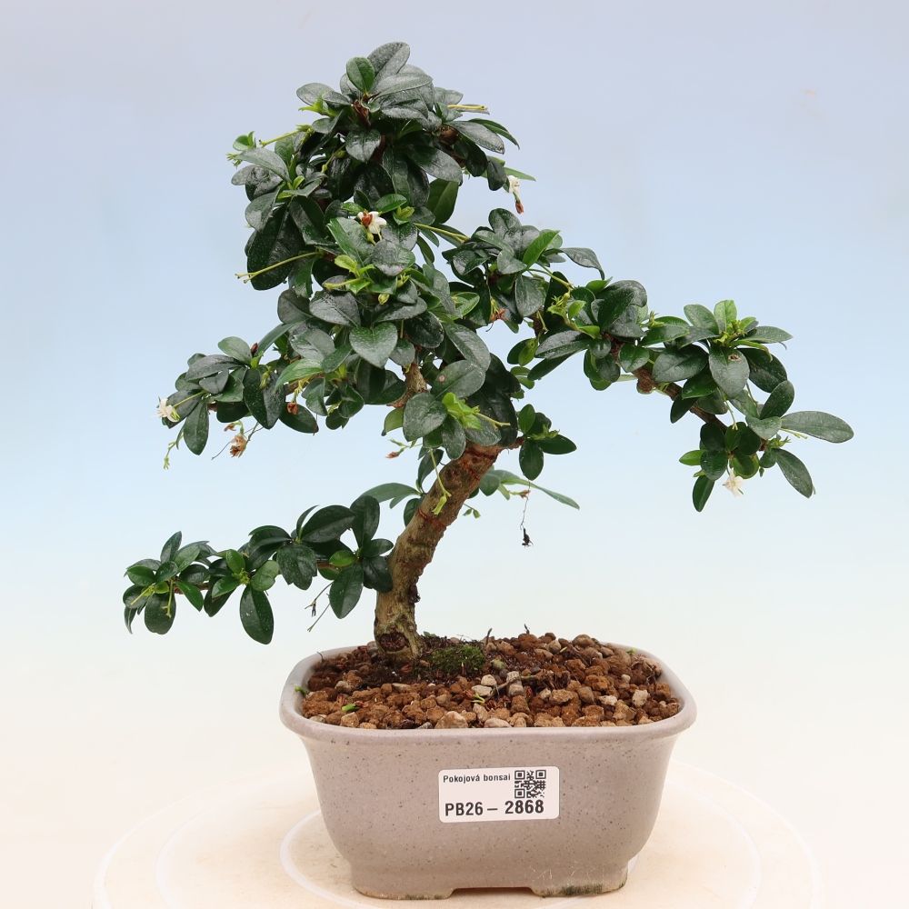 Szobai bonsai - Carmona macrophylla - Tea fuki