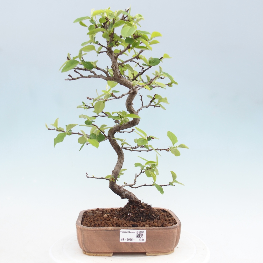 Kültéri bonsai - Chaneomeles chinensis