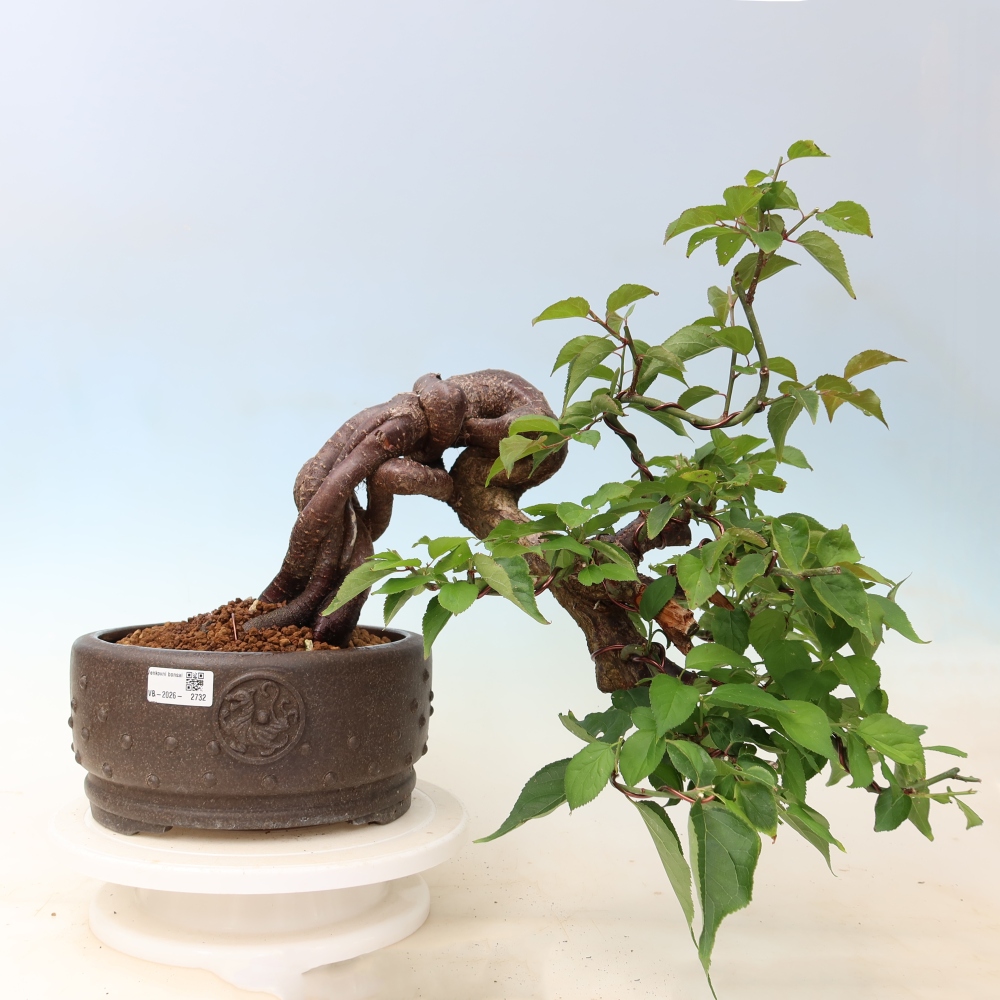 Kültéri bonsai – Japán barack – Prunus Mume