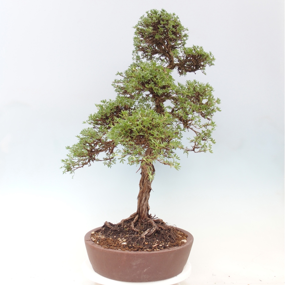 Kültéri bonsai - Potentila fruticosa