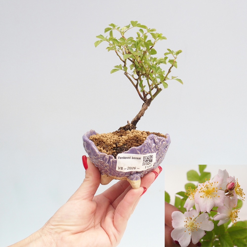 Kültéri bonsai - Rosa sp. - kisvirágú rózsa