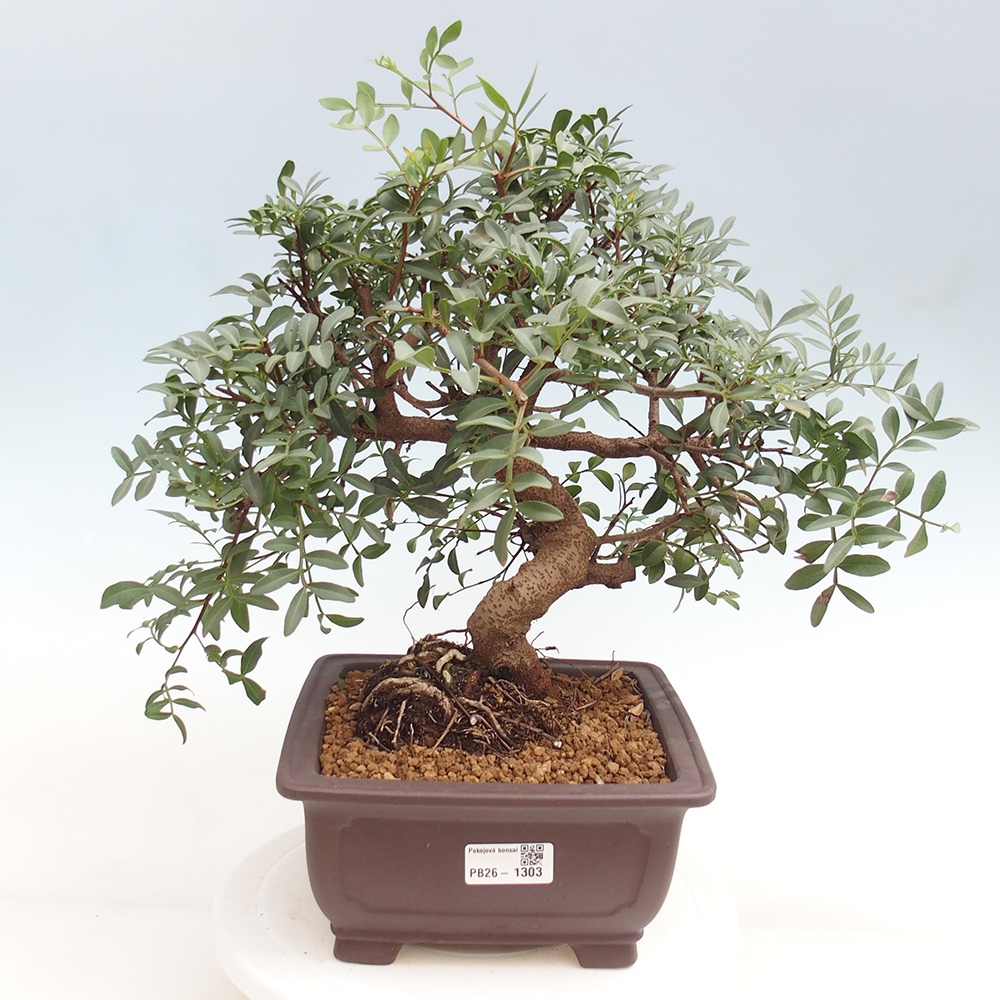 Szoba bonsai - Pisztácia