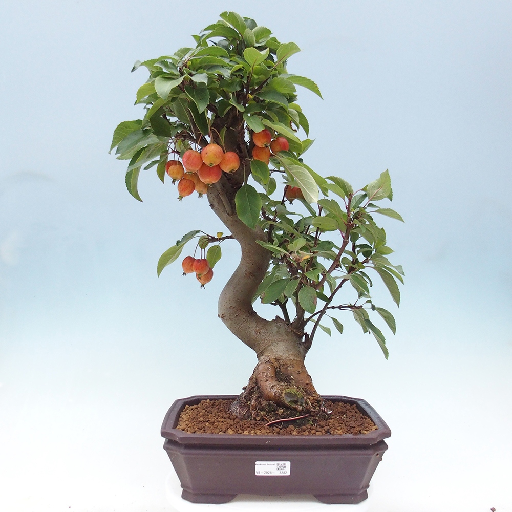 Kültéri bonsai -Malus halliana - Kis gyümölcsű almafa