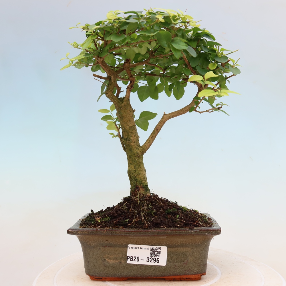 Szobai bonsai -Ligustrum chinensis - Madárcsőr