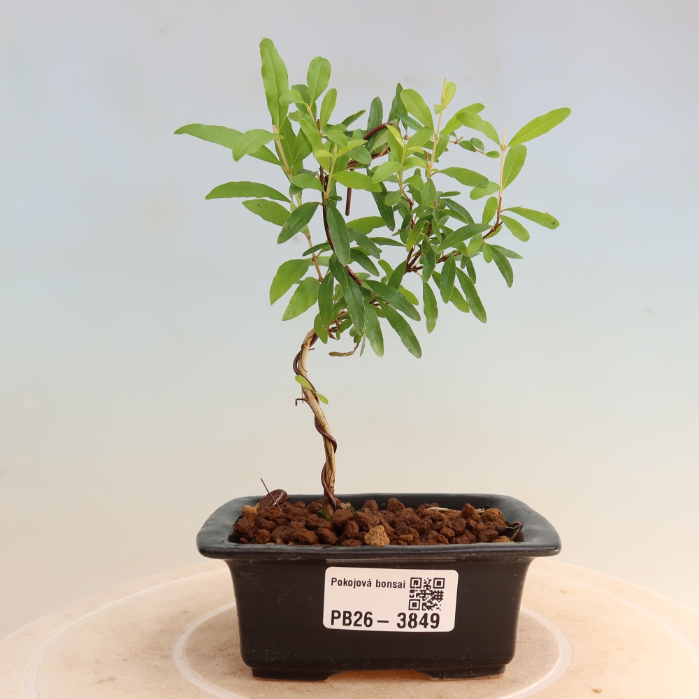 Szobai bonsai-PUNICA granatum nana-gránátalma