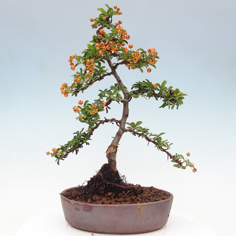 Kültéri bonsai-Pyracantha Teton - Hlox