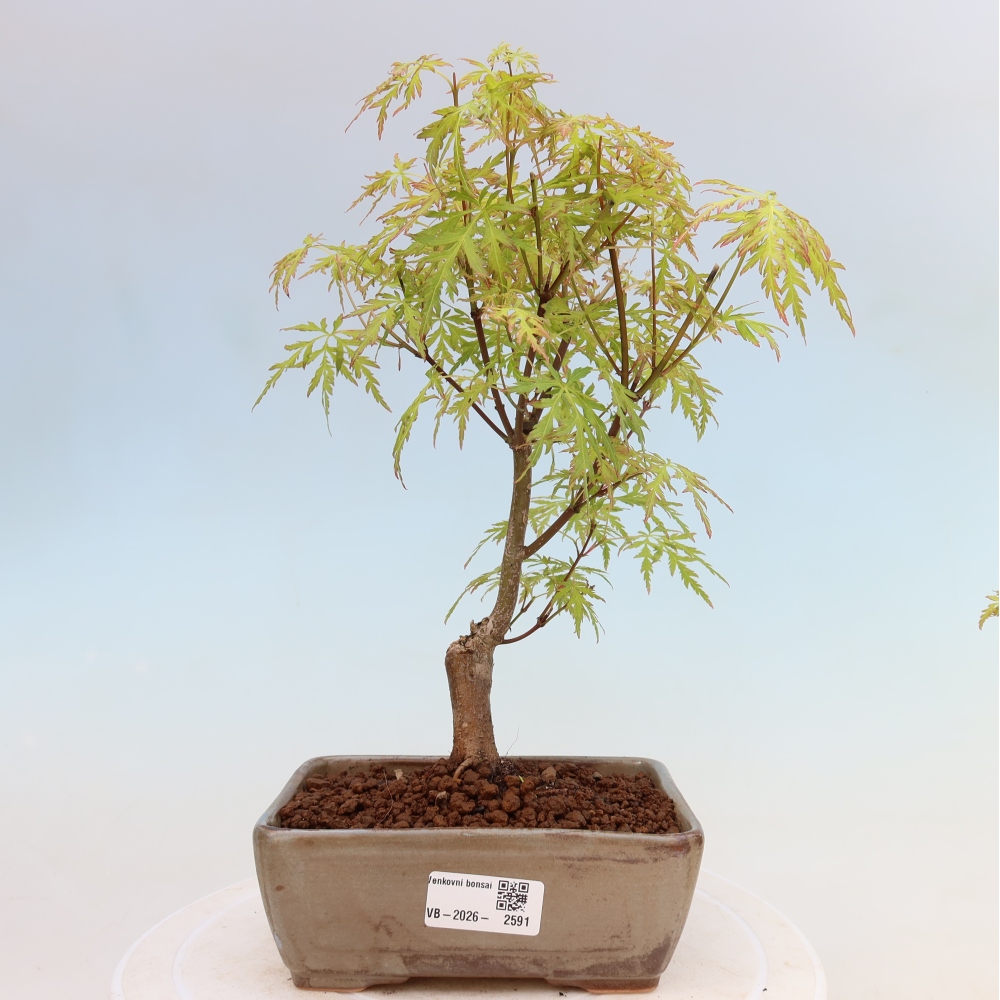 Kültéri bonsai - Acer palmatum Dissectum