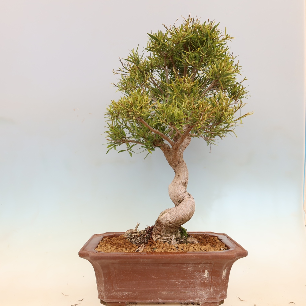 Szobai bonsai - Ficus nerifolia - kislevelű fikusz