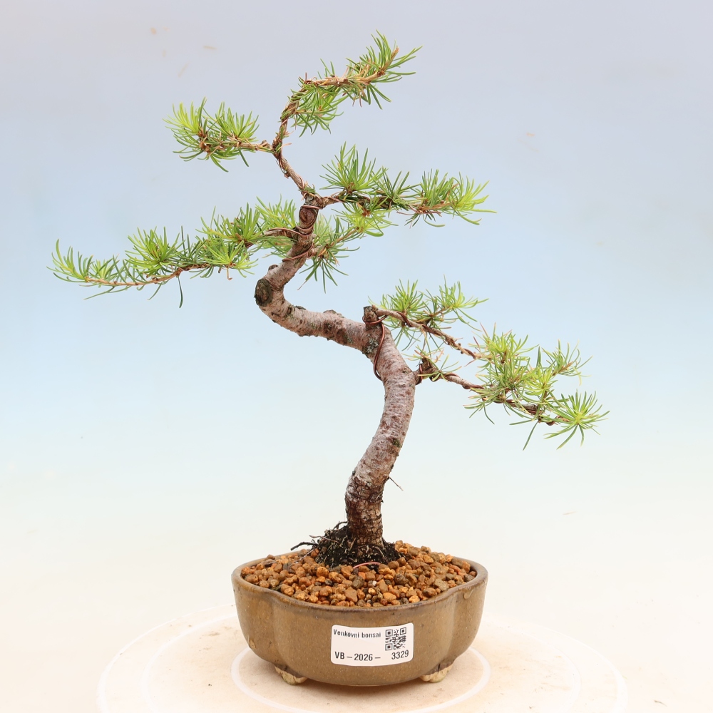 Kültéri bonsai - Larix decidua - vörösfenyő