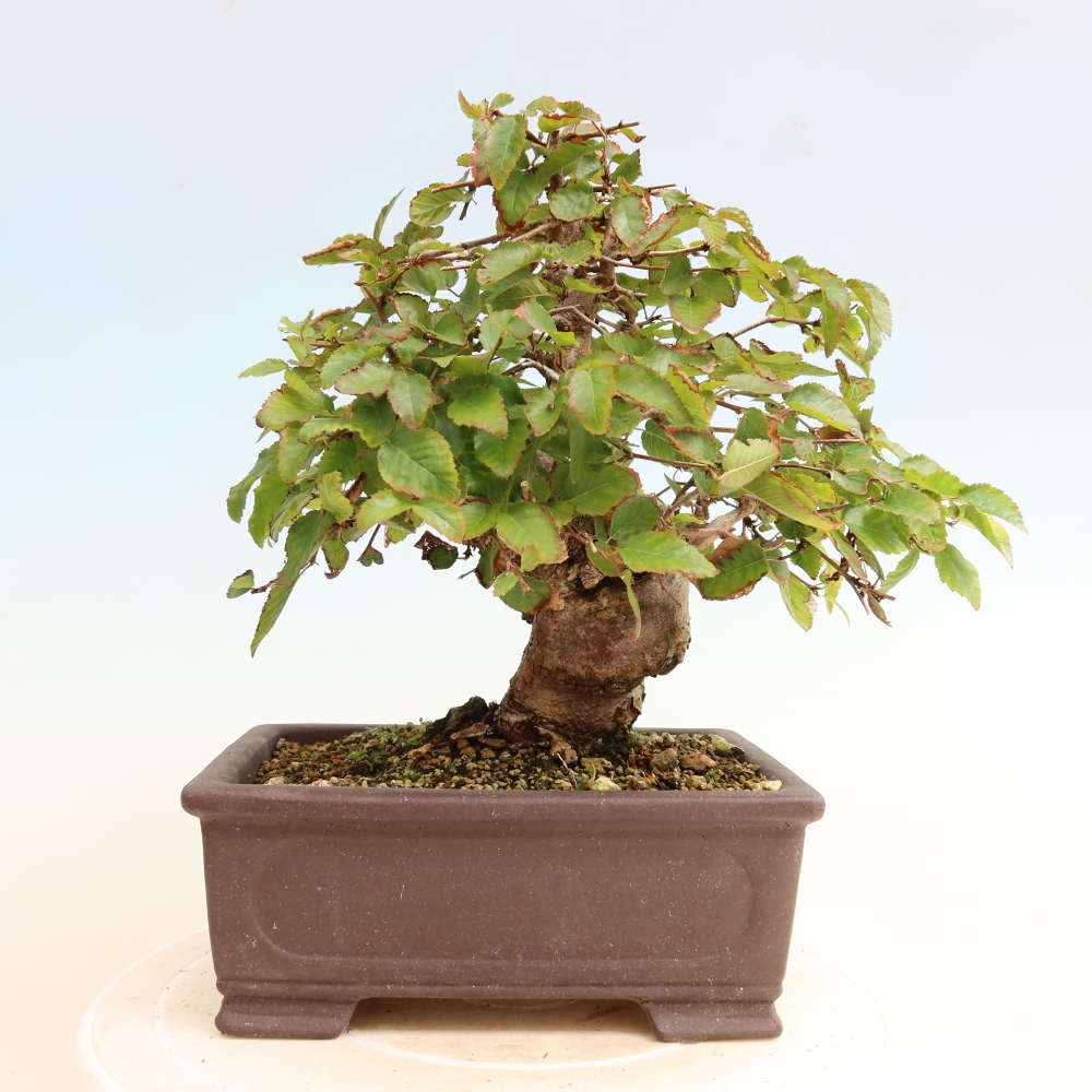 Kültéri bonsai -Carpinus CARPINOIDES - Koreai gyertyánfa