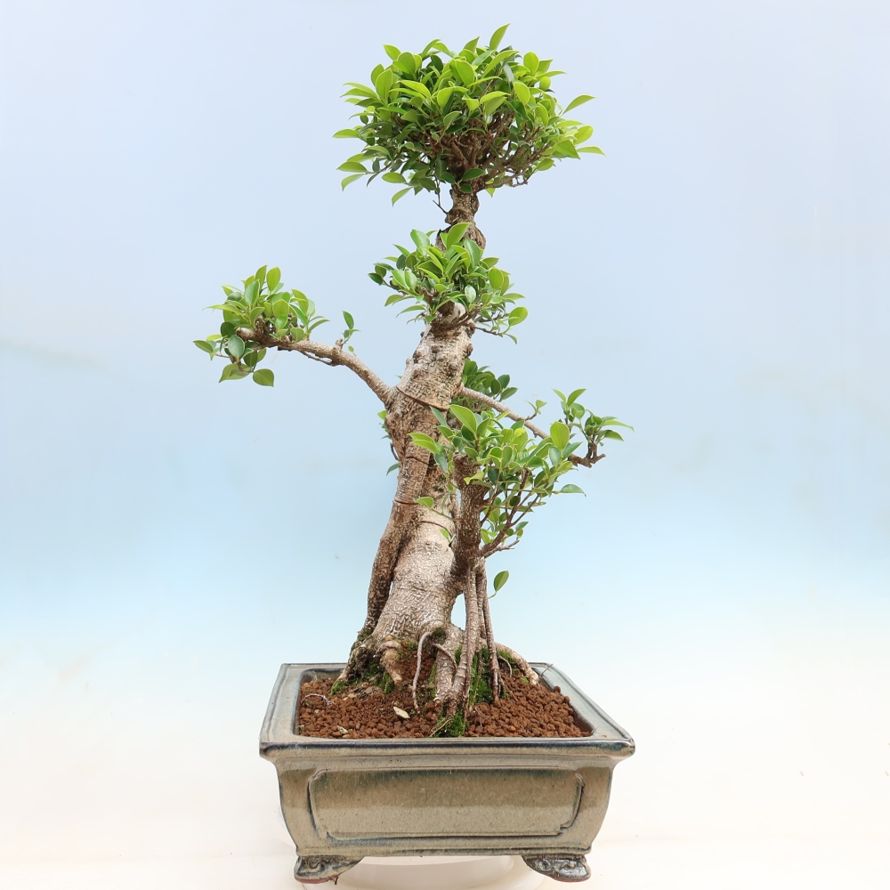 Szobai bonsai - Ficus kimmen - kislevelű fikusz