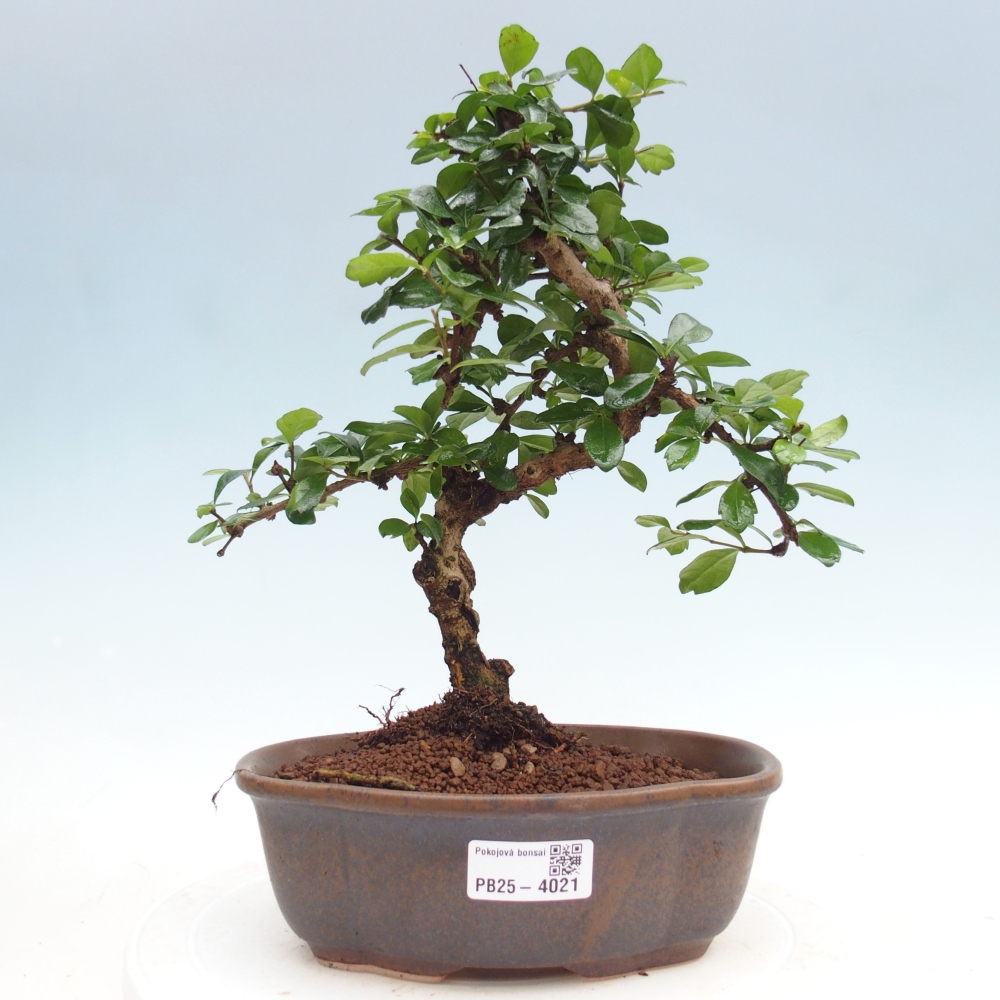 Szobai bonsai - Carmona macrophylla - Tea fuki