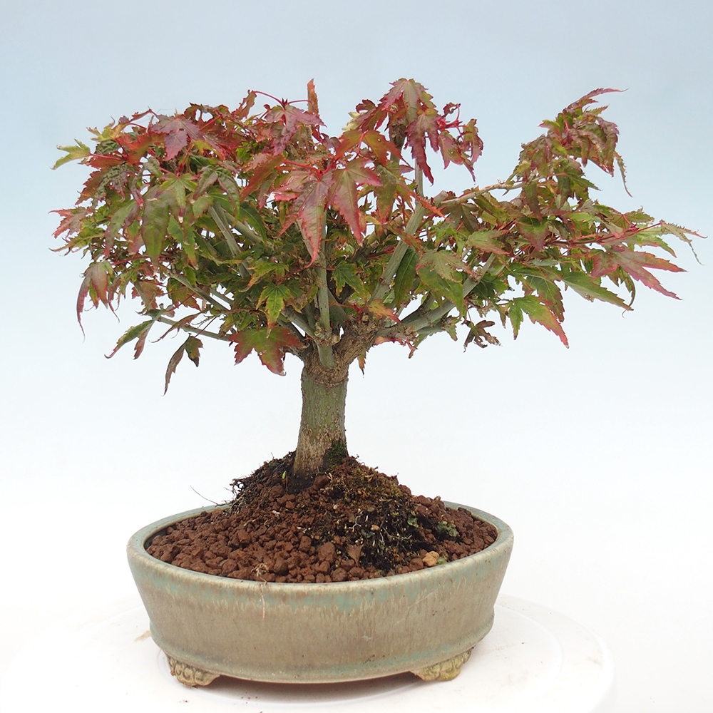 Acer palmatum KIOHIME - Pálma juhar