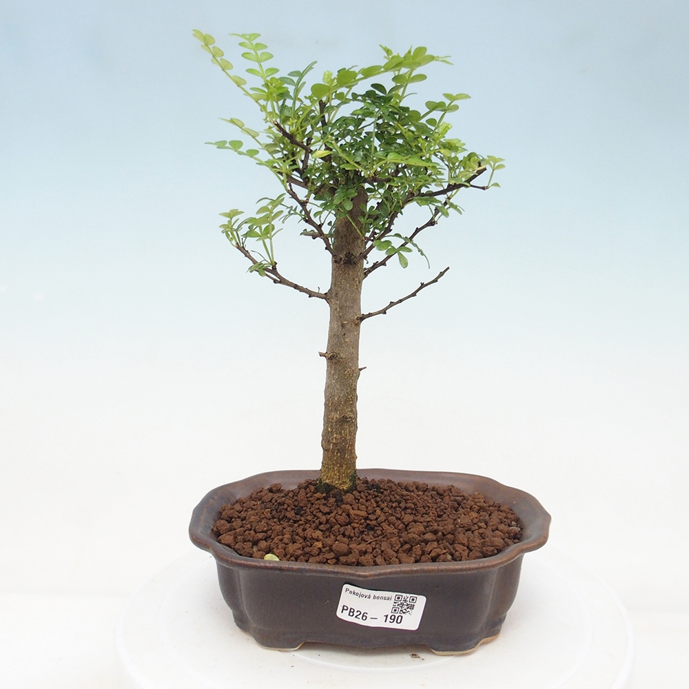 Szobai bonsai - Zantoxylum piperitum - borsfa