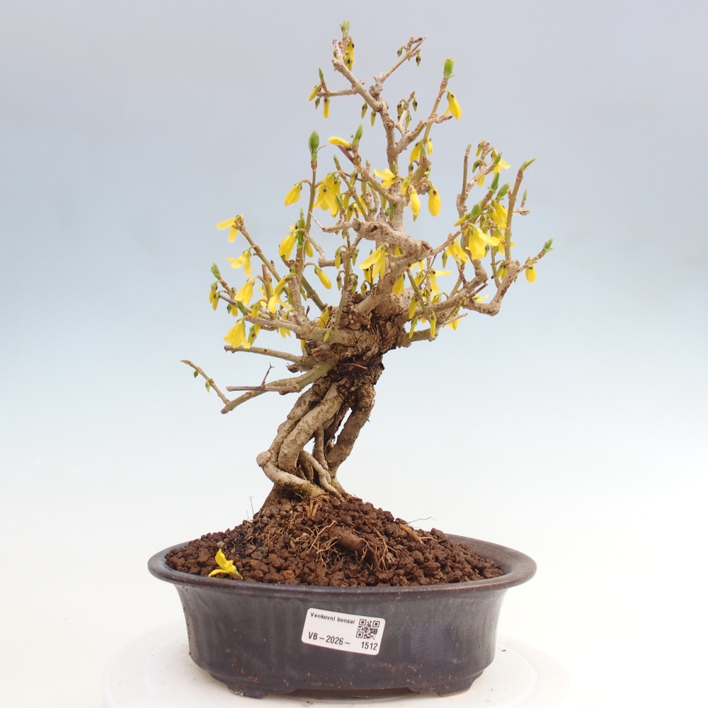 Kültéri bonsai - Zlatice - Forsythia koreana