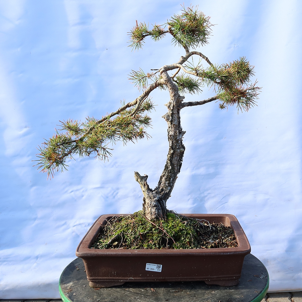 Pinus sylvestris Spanyolország – erdei fenyő